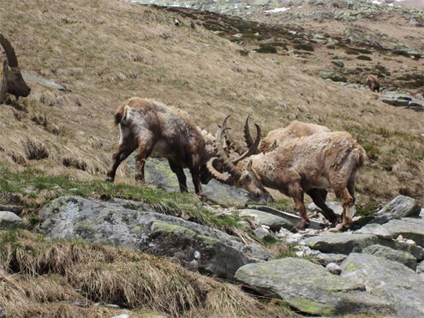 Rifugio Andolla (VB)