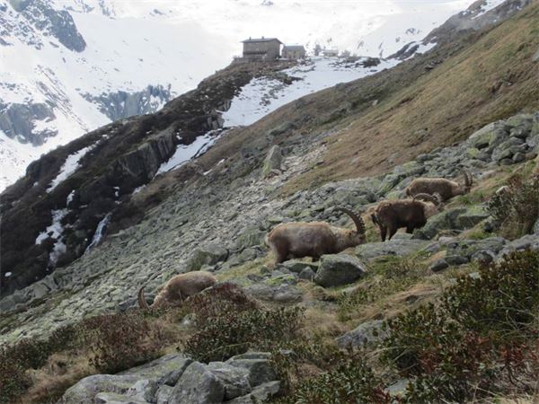 Rifugio Andolla (VB)