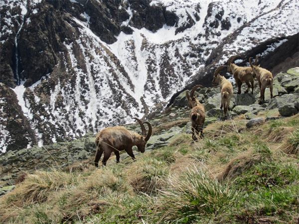 Rifugio Andolla (VB)