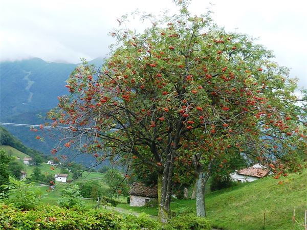 San Calimero (LC)
