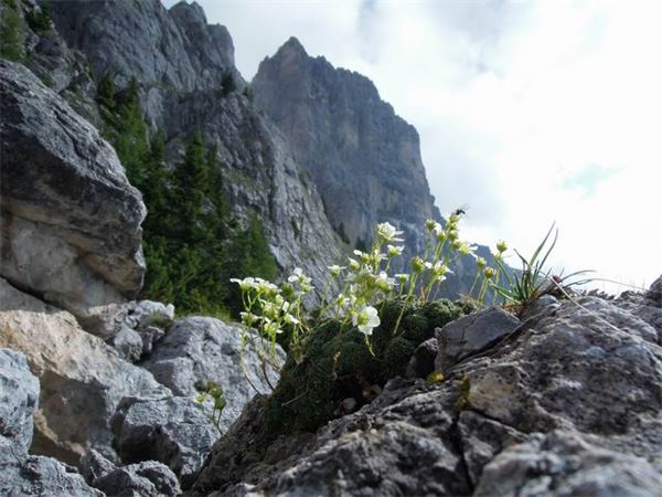 TREKKING ALTA VIA DEI PASTORI - DOLOMITI