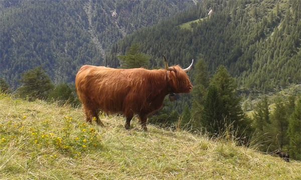 Trekking Alta Via della Val Malenco