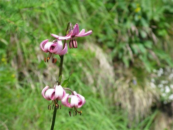 Rif. Carestia - Val Vogna (NO)