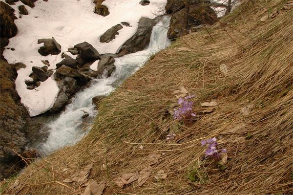 Rif. Carestia – Val Sesia (VC)