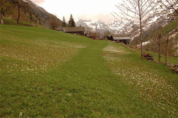 Rif. Carestia – Val Sesia (VC)